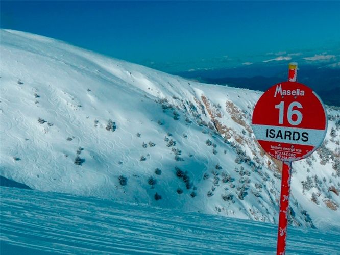 Masella: Isards abierto