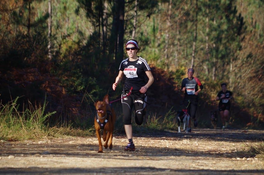 La RFEDI organiza la Copa de España y Campeonato de España Mushing en colaboración con la FDICyL