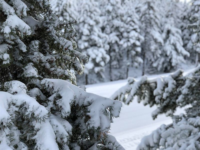 La nevada permite abrir todo el dominio en Masella