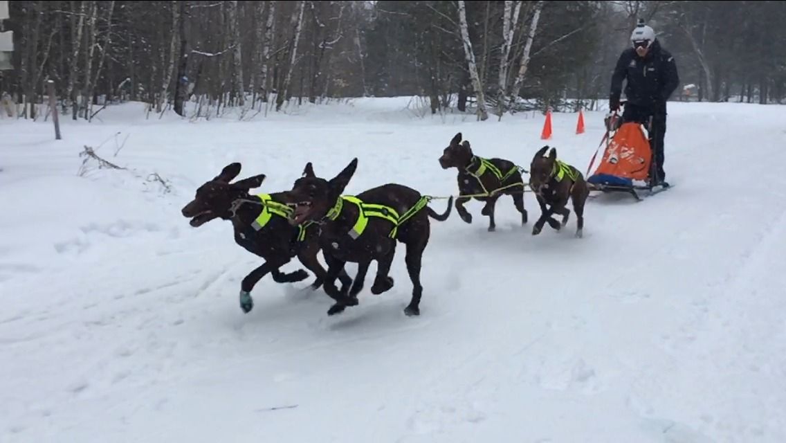 21 mushers españoles en el Campeonato del Mundo de la IFFS